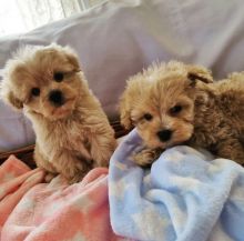 🐕🐕CKC registered Maltipoo puppies available for adoption'🐕🐕