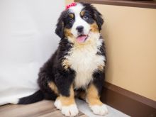 Bernese Mountain Puppies Ready for Adoption 💕Delivery Available🌎