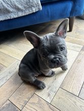 Ckc reg French Bulldog puppies for sale