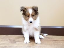 Cute Shetland sheepdog puppies for you