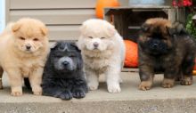 Delightful Chow Chow puppies for adoption