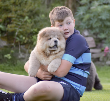 Delightful Chow Chow puppies for adoption