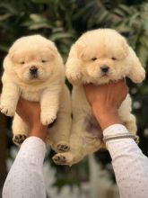 Delightful Chow Chow puppies for adoption