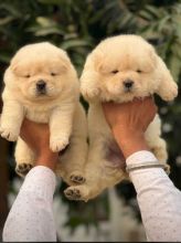Delightful Chow Chow pups.
