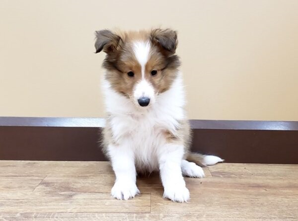 Cute Shetland sheepdog puppies for you Image eClassifieds4u