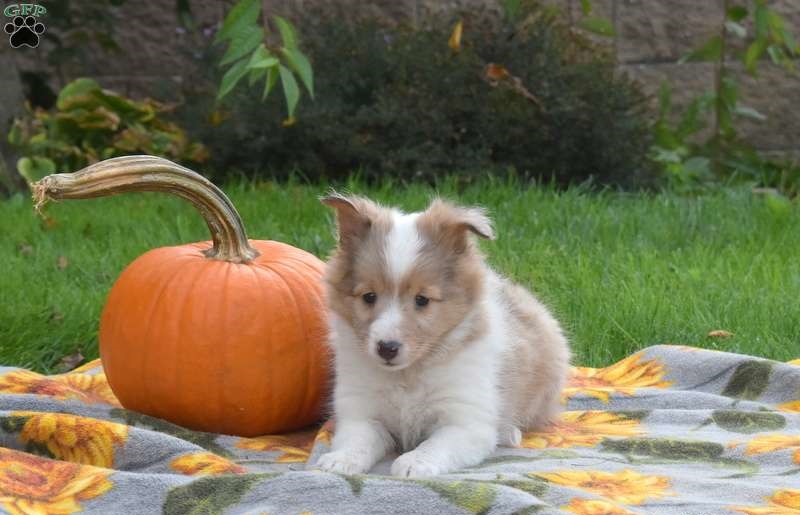 Cute Shetland sheepdog puppies for you Image eClassifieds4u