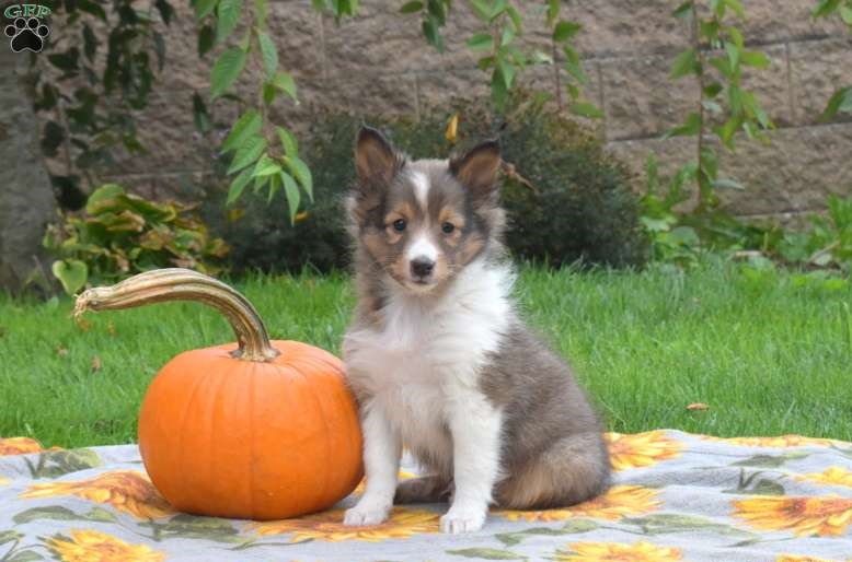 Cute Shetland sheepdog puppies for you Image eClassifieds4u