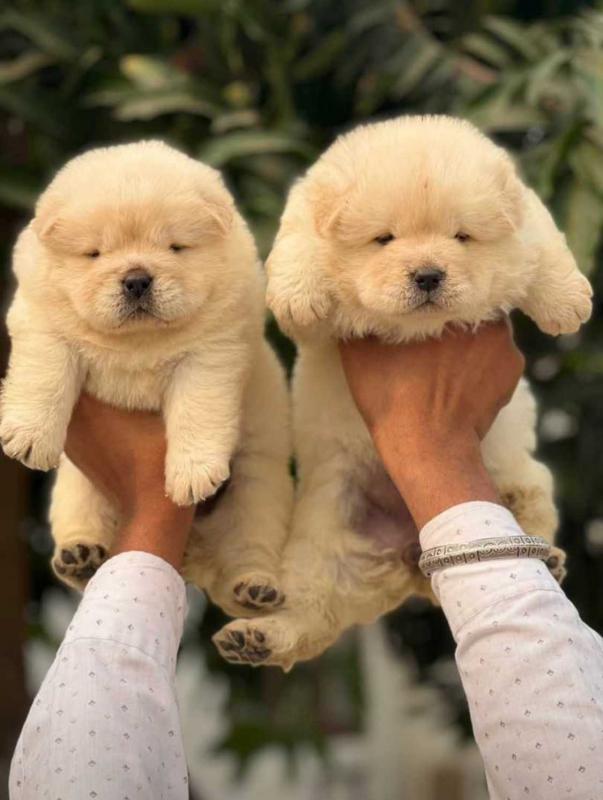 Delightful Chow Chow puppies for adoption Image eClassifieds4u