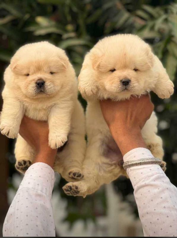 Delightful Chow Chow pups. Image eClassifieds4u
