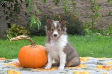 Cute Shetland sheepdog puppies for you Image eClassifieds4u 3
