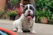 Talented French Bulldog puppies for sale Image eClassifieds4u 4