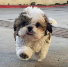 Toy Shih Tzu puppies for sale Image eClassifieds4u 4