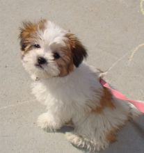 Toy Shih Tzu puppies for sale Image eClassifieds4u 4