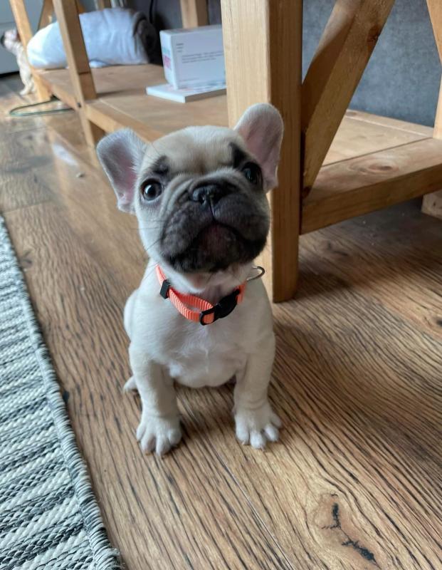 Talented French Bulldog puppies for sale Image eClassifieds4u