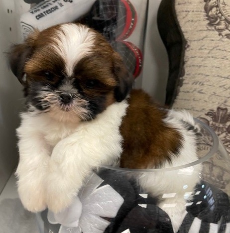 Toy Shih Tzu puppies for sale Image eClassifieds4u