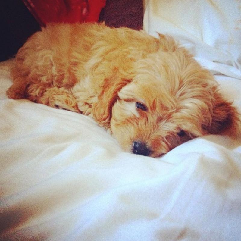 Outstanding cavapoo puppies for free adoption Image eClassifieds4u