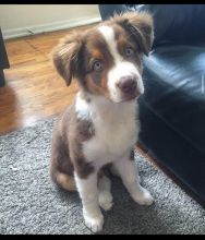 Aussie puppies, male and female for adoption