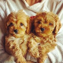 Cavapoo puppies for adoption in a new home