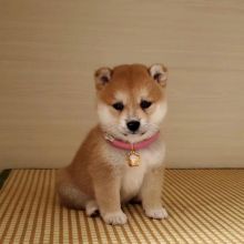 Shiba inu puppies available in good health condition for new homes