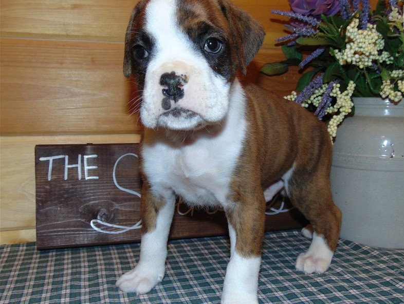 Boxer puppies for good re homing to interested homes. EMAIL: fordellis2@gmail.com Image eClassifieds4u