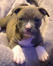 Blue Nose American Pit Bull Terrier Pups available