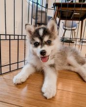 Pomsky male and female puppies for adoption (fordellis2@gmail.com)