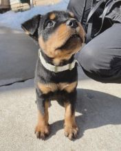 Rottweiler puppies, male and female for adoption
