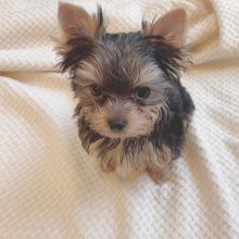 Yorkie puppies available in good health condition for new homes