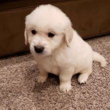 Golden Retriever puppies available in good health condition EMAIL: ricecarrut@gmail.com Image eClassifieds4u 2