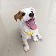 Jack Russell puppies available in good health condition for new homes EMAIL: fordellis2@gmail.com Image eClassifieds4u 2