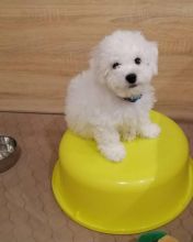 Bichon Frise puppies for good re homing to interested homes.