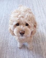 Cavapoo puppies available for good homes EMAIL: fordellis2@gmail.com