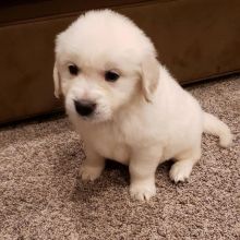 Golden Retriever puppies available in good health condition