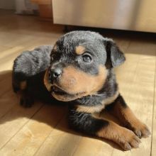 Rottweiler puppies, male and female for adoption