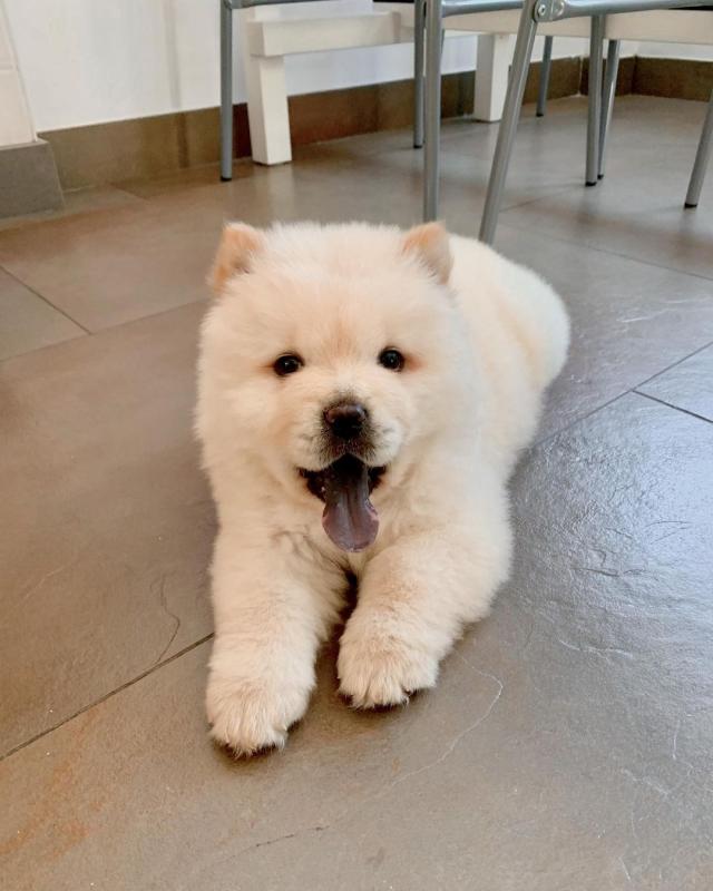 Chow Chow Image eClassifieds4u
