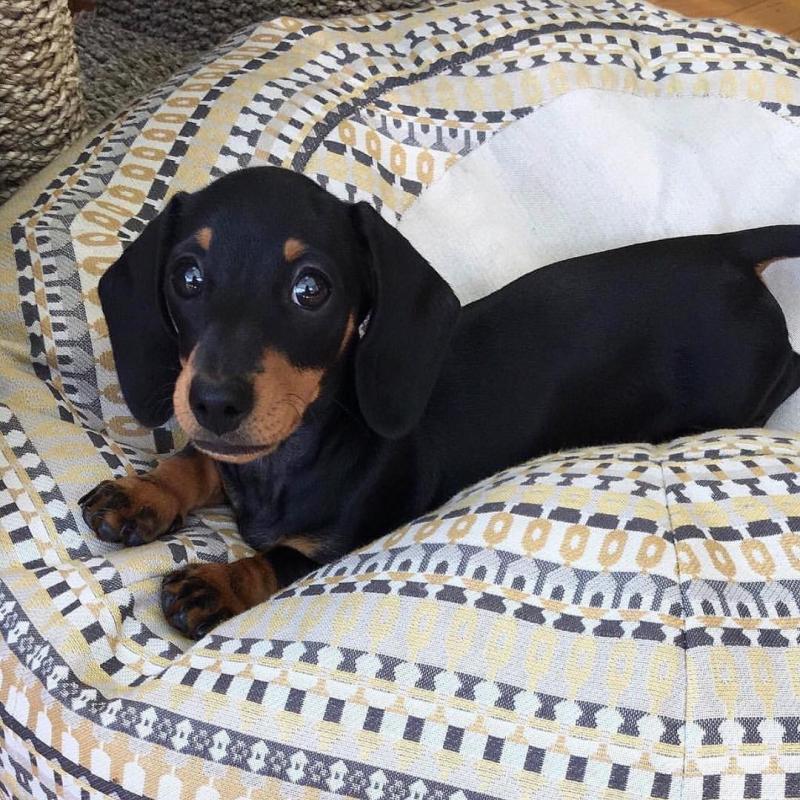 Dachshund puppies available in good health condition for new homes Image eClassifieds4u