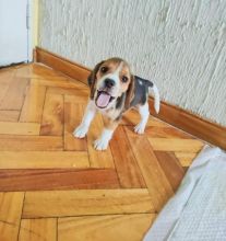 Shiba Inu puppies ready for their new homes EMAIL: ricecarrut@gmail.com Image eClassifieds4u 2