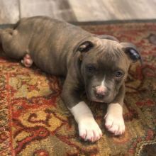 Blue Nose American Pit Bull Terrier Pups available EMAIL: fordellis2@gmail.com Image eClassifieds4u 3