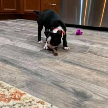 Boston terrier Puppies Available for adoption (fordellis2@gmail.com) Image eClassifieds4u 2