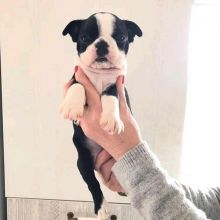 Boston terrier Puppies Available for adoption (fordellis2@gmail.com) Image eClassifieds4u 2