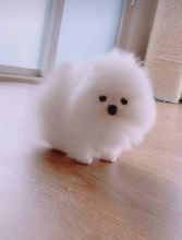 Pomeranian puppies available in good health condition for new homes EMAIL: fordellis2@gmail.com Image eClassifieds4u 3