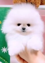 Pomeranian puppies available for adoption EMAIL: fordellis2@gmail.com Image eClassifieds4u 3