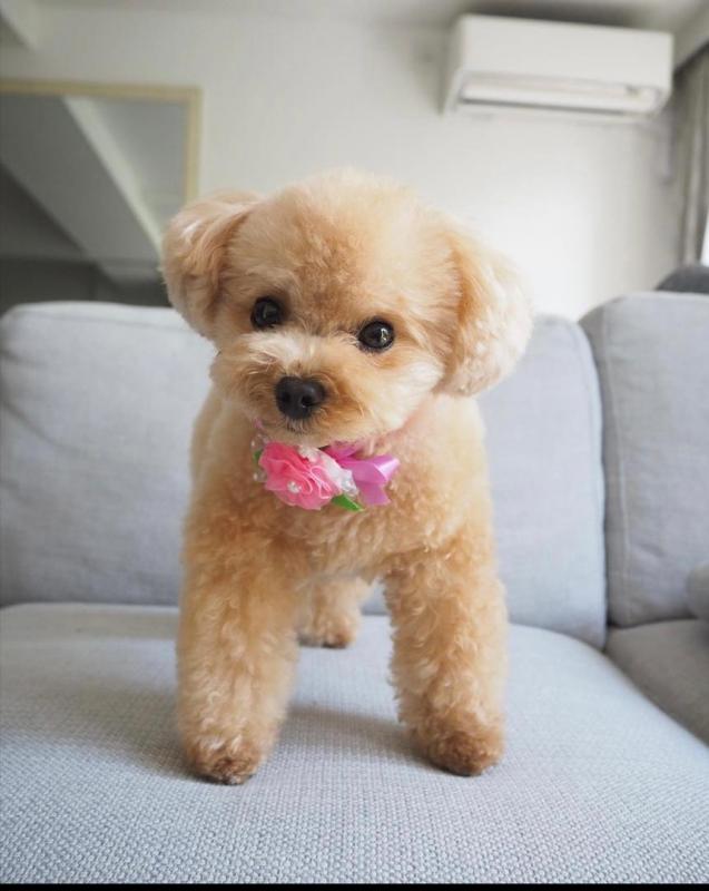 Toy poodle puppies available in good health condition for new homes Image eClassifieds4u