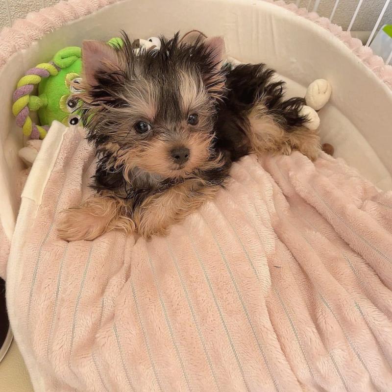 Yorkie puppies available in good health condition for new homes Image eClassifieds4u