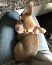 Chihuahua Puppies Available for adoption