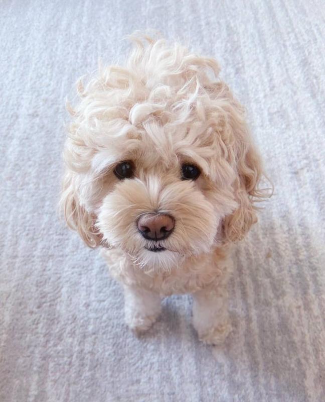 Cavapoo puppies available in good health condition for new homes Image eClassifieds4u
