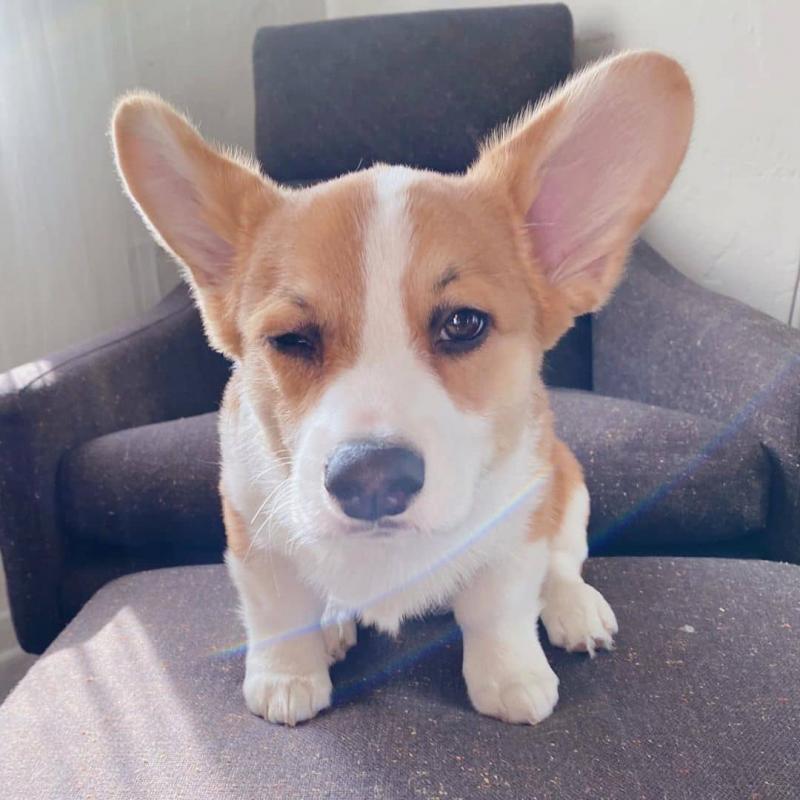 Corgi puppies available in good health condition for new homes EMAIL: fordellis2@gmail.com Image eClassifieds4u