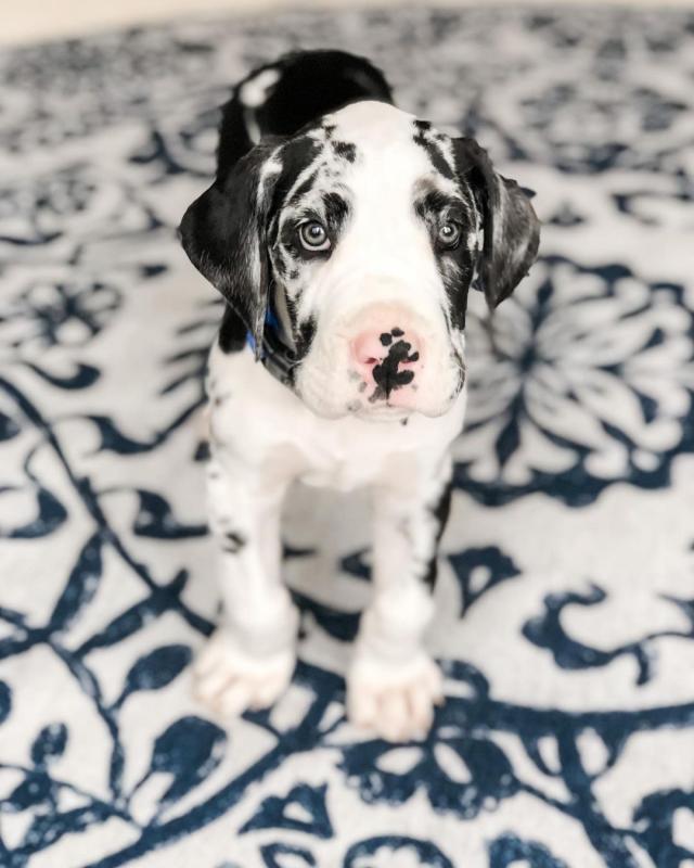 Great dane puppies for adoption Image eClassifieds4u