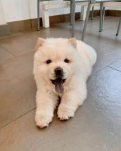 Chow Chow Image eClassifieds4u 2