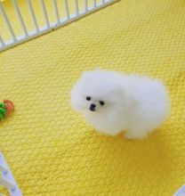 Pomeranian puppies available in good health condition for new homes Image eClassifieds4u 2